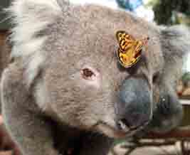 BALLARAT WILDLIFE PARK 267x218