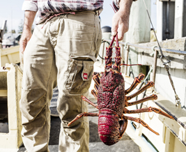 GREAT OCEAN ROAD FOOD WINE 267x218