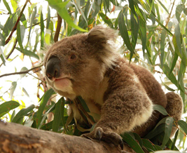 GSTR OCEANIA TOURS SAFARIS 4 GREAT SOUTHERN TOURING ROUTE 684x476