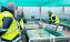 Abalone farm nursery