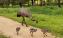 Acacia Grampians Emus