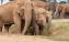 Elephant herd exploring habitat 2 for first time 7