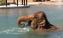Elephants exploring pool habitat 6 11
