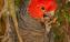 Wildlife Wonders Gang Gang