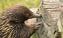 Wildlife Wonders echidna