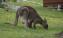 Wildlife kangaroo with baby