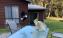 Wildlife white cockatoo and magpie