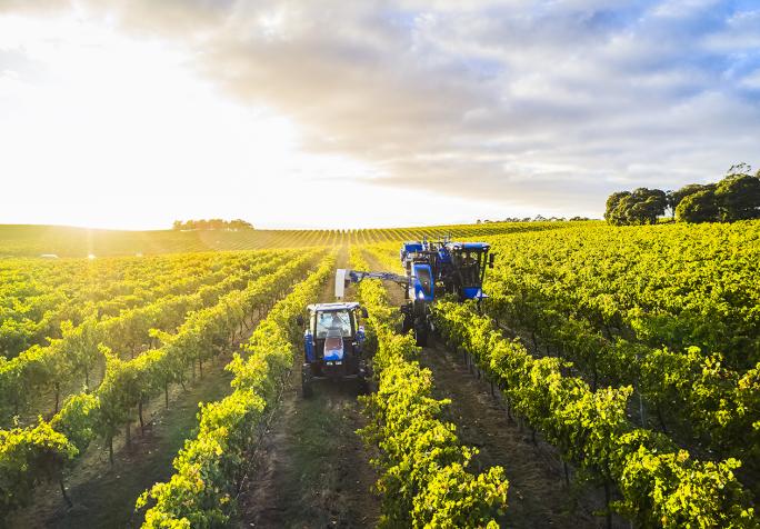 Bests Wines harvesting by Marcus Thomson 2021