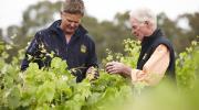 Bests Wines Ben and Viv Thomson in Vineyard by marcus Thomson 2018