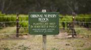 Bests Wines Original Nursery Block Photo By Marcus Thomson 2015