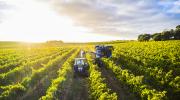 Bests Wines harvesting by Marcus Thomson 2021