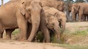 Elephant herd exploring habitat 2 for first time 7