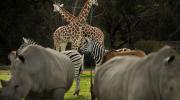 WERRIBEE OPEN RANGE ZOO 1 GREAT SOUTHERN TOURING ROUTE 684x476