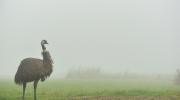 Wildlife Wonders emu in the fog
