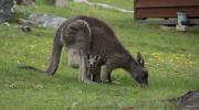 Wildlife kangaroo with baby