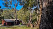 Wonderland Cottages outdoors with kangaroo