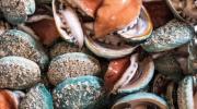 low res abalone copy