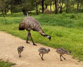 Acacia Grampians Emus