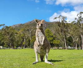 Acacia Grampians Kangaroo Joey