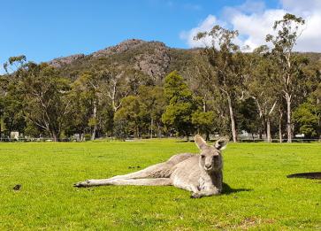 Acacia Grampians Kangaroo