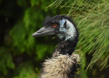 Wildlife Wonders Emu
