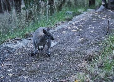 Wildlife Wonders Release of Red necked Wallaby 2