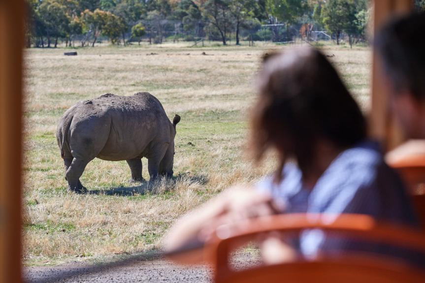 42597 Slumber Safari Werribee Open Range Zoo Couple attending Slumber Safari at Werribee Open Range Zoo. Slumber 29