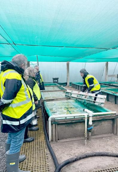 Abalone farm nursery