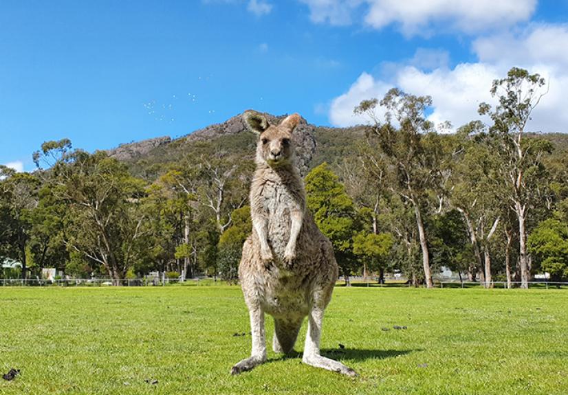 Acacia Grampians Kangaroo Joey