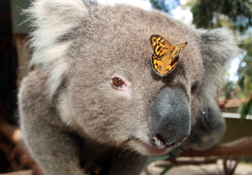 BALLARAT WILDLIFE PARK 6