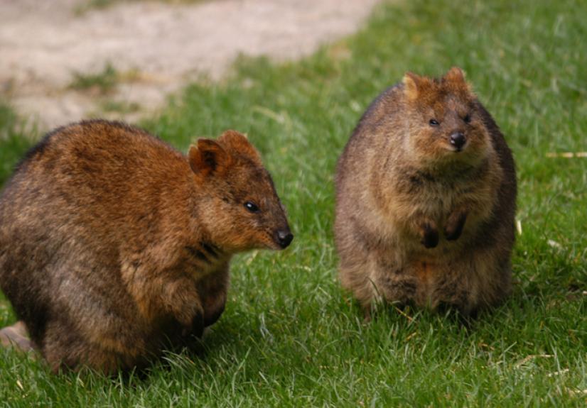 BALLARAT WILDLIFE PARK 7