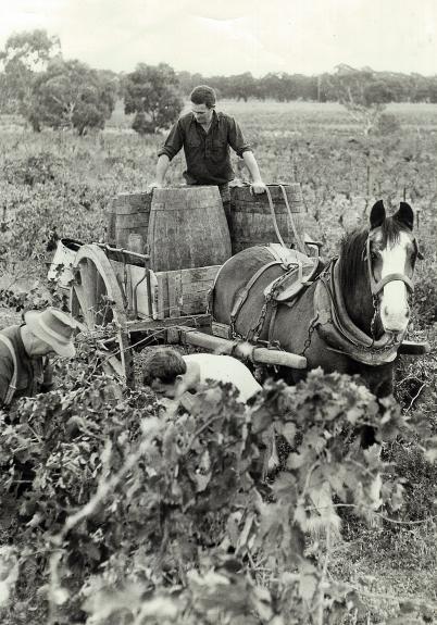 Bests Wines Viv Thomson harvesting with horse 1966