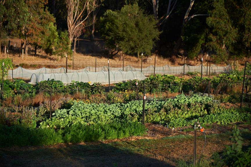 Brae Kicthen garden1