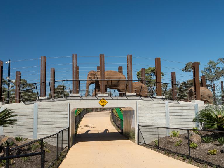 Elephant herd crossing the overpass 2 2