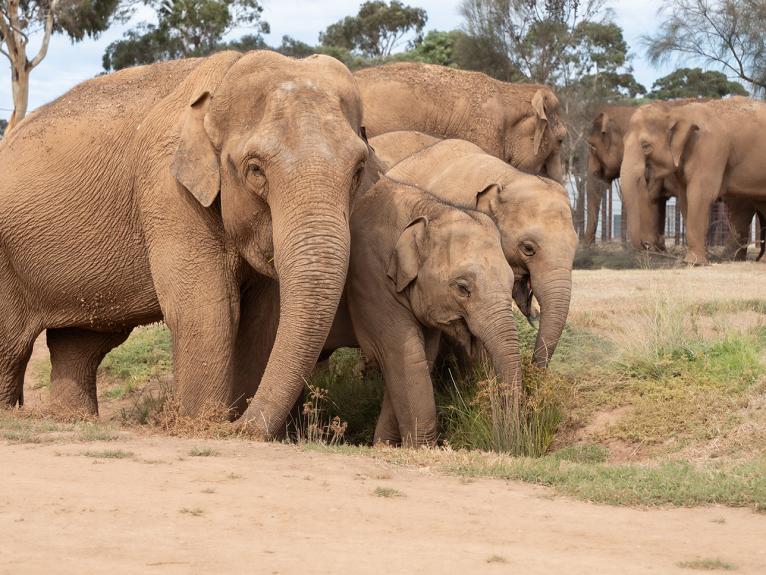 Elephant herd exploring habitat 2 for first time 7