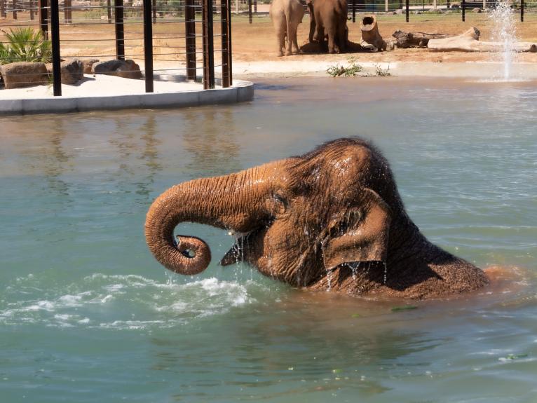 Elephants exploring pool habitat 6 11