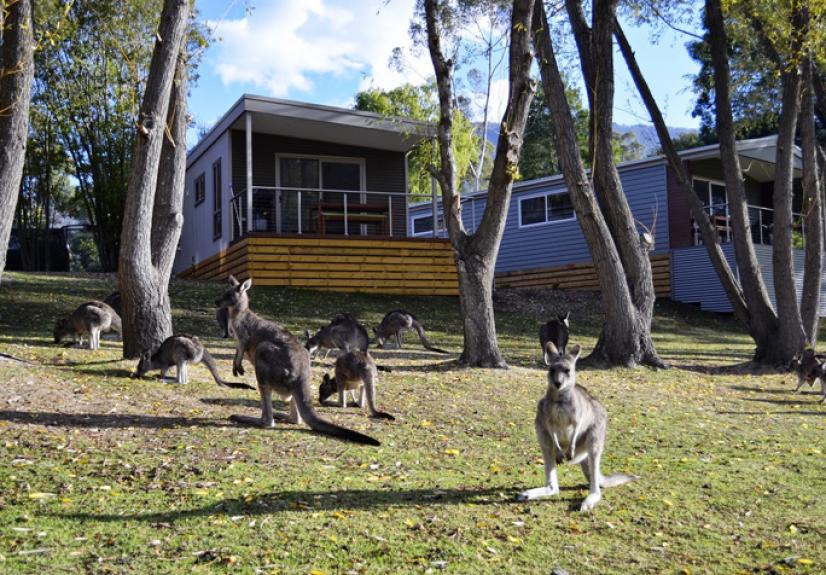 HALLS GAP LAKESIDE TOURIST PARK 2 GRAMPIANS 684x476