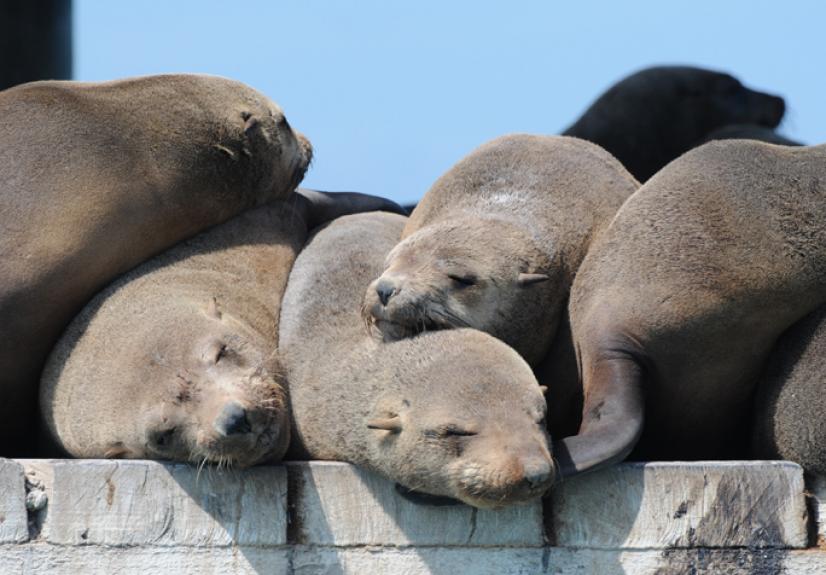 Sea All Dolphin Swims, Queenscliff, Geelong & The Bellarine, Great Southern  Touring Route, GSTR, Australia