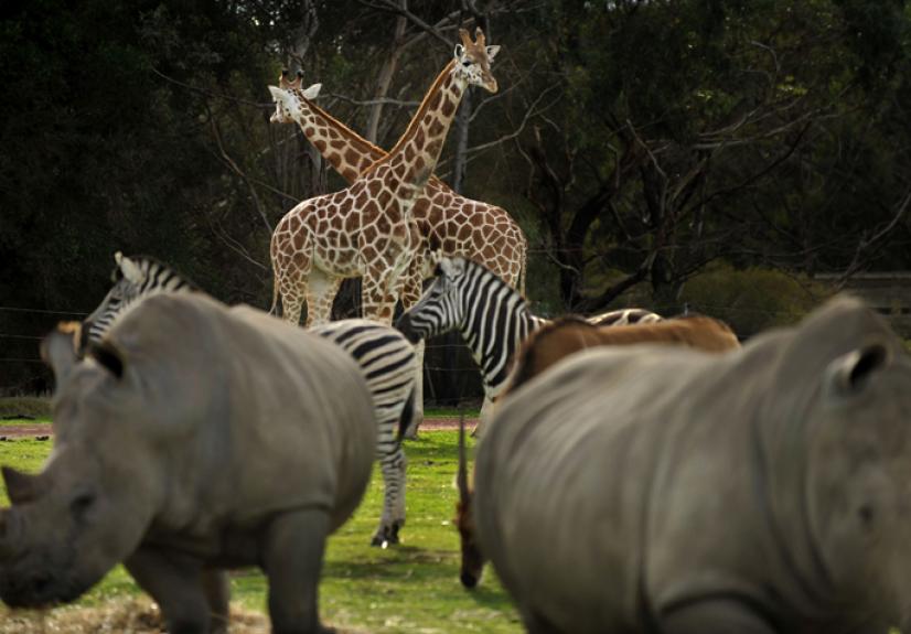 WERRIBEE OPEN RANGE ZOO 1 GREAT SOUTHERN TOURING ROUTE 684x476