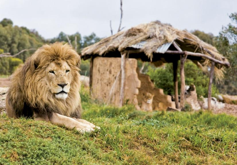 WERRIBEE OPEN RANGE ZOO 4 GREAT SOUTHERN TOURING ROUTE 684x476