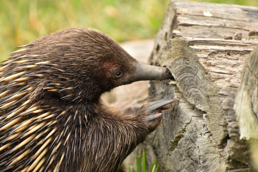 Wildlife Wonders echidna