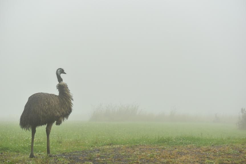 Wildlife Wonders emu in the fog
