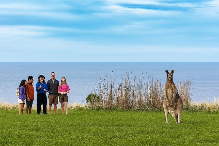 Wildlife Wonders kangaroo in Sanctuary