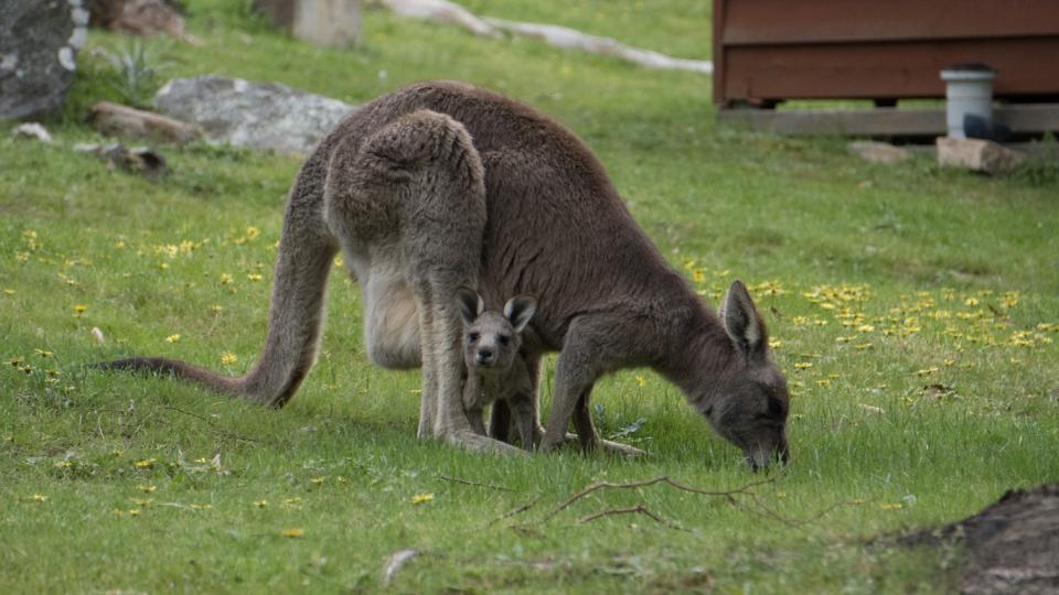 Wildlife kangaroo with baby
