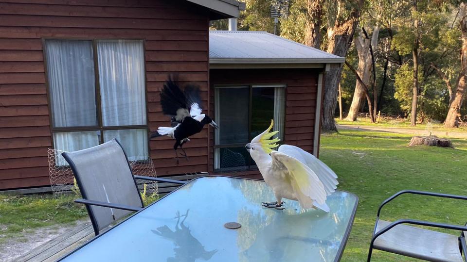 Wildlife white cockatoo and magpie