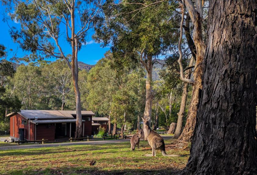 Wonderland Cottages outdoors with kangaroo